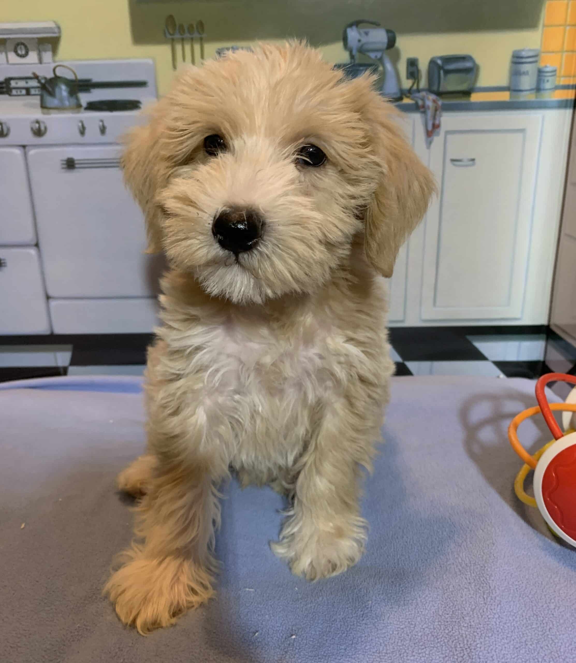 JETSON – Schnoodle $2500