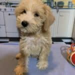 JETSON – Schnoodle $2500