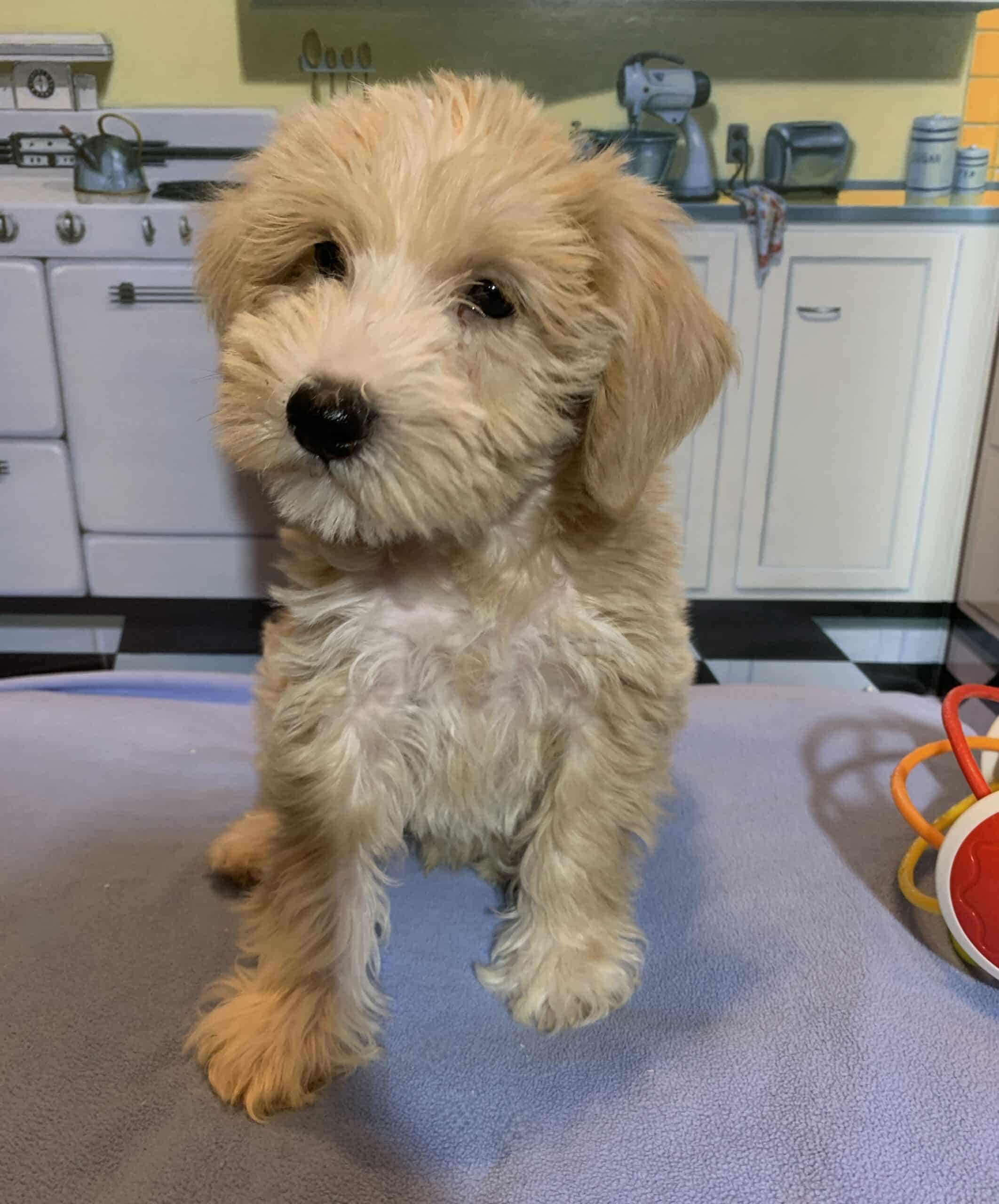 JETSON – Schnoodle $2500