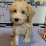 JETSON – Schnoodle $2500