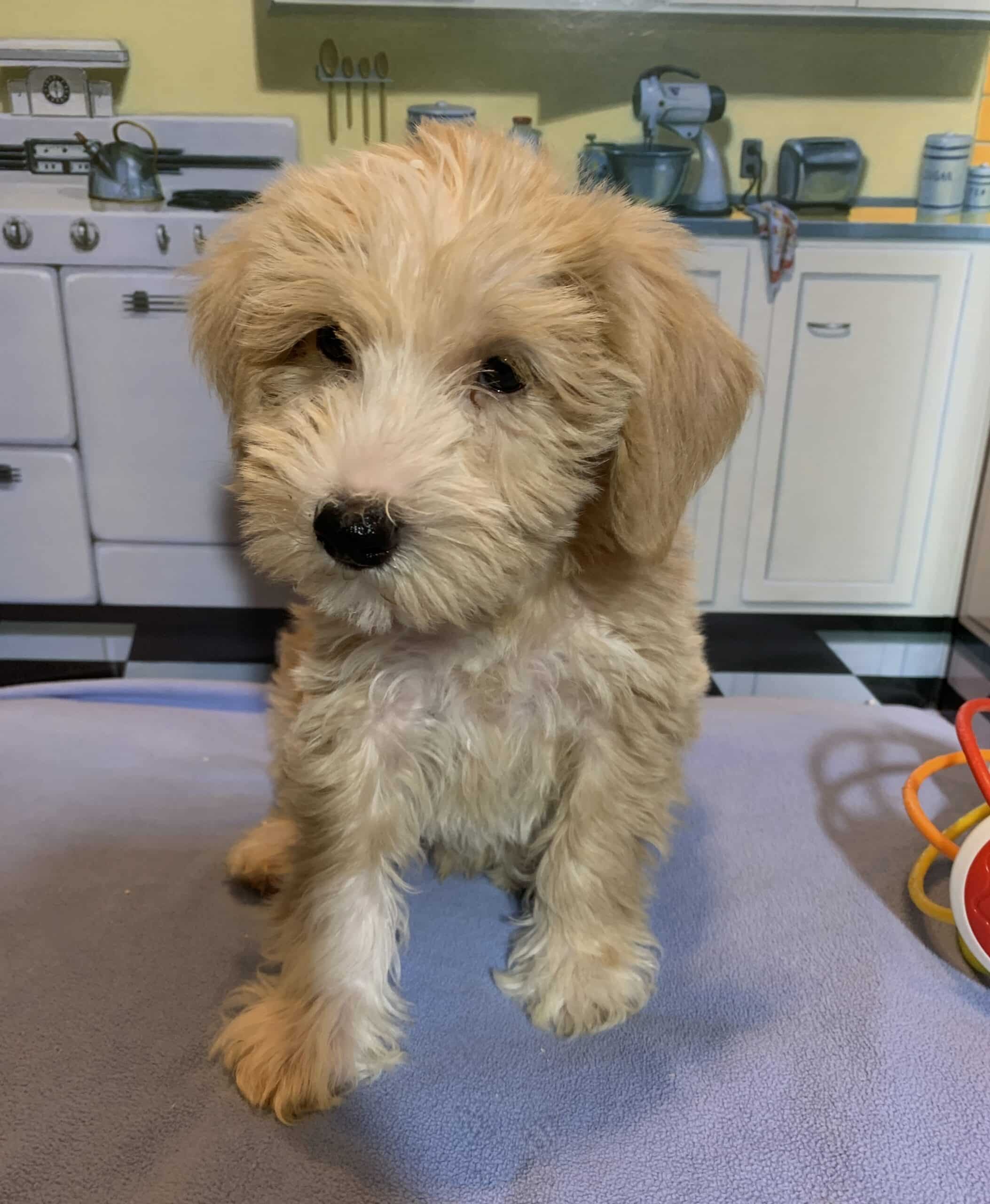JETSON – Schnoodle $2500