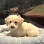 PAN – Miniature Schnoodle $2300