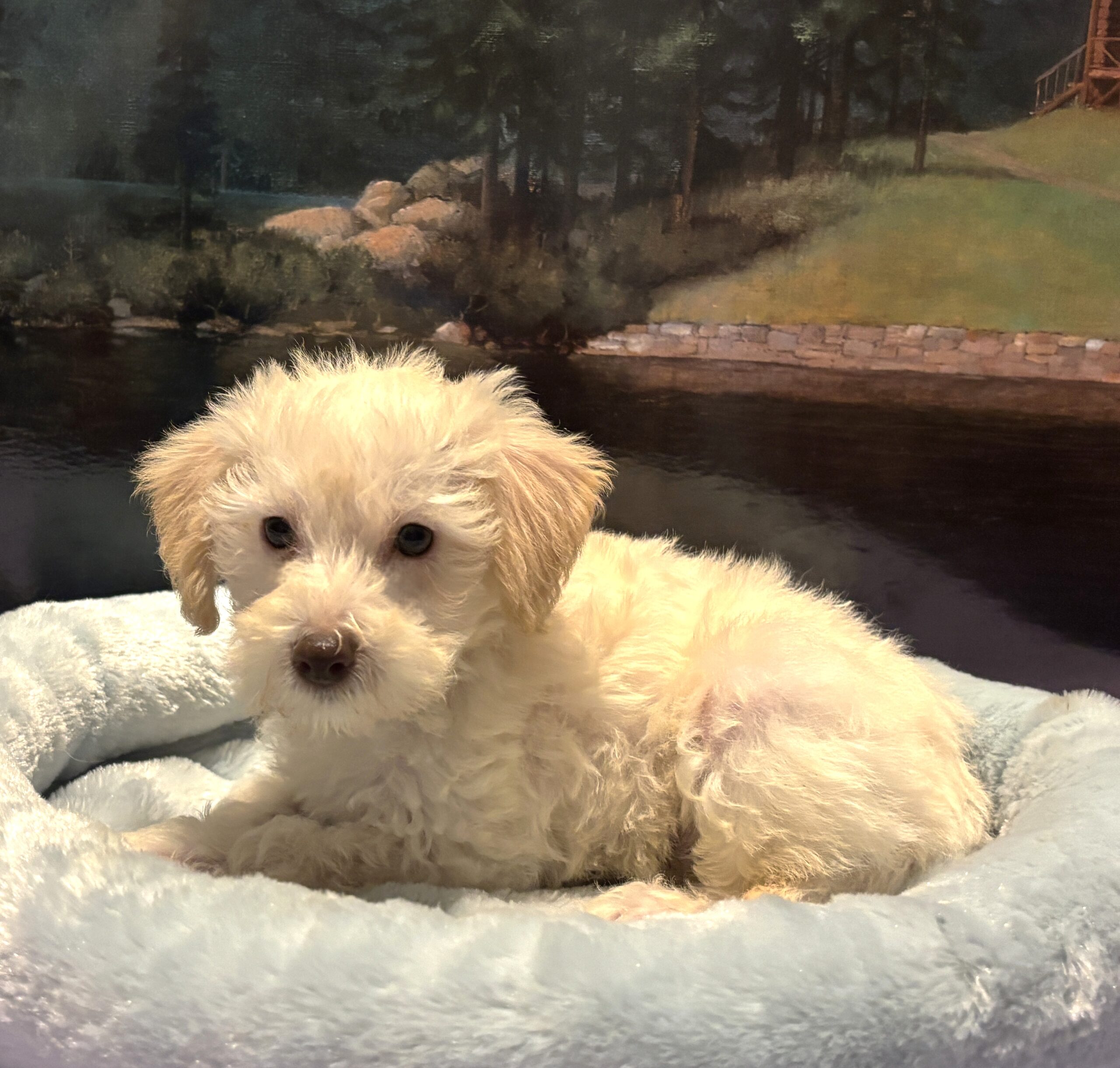 PAN – Miniature Schnoodle $2300