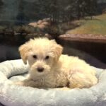 PAN – Miniature Schnoodle $2300