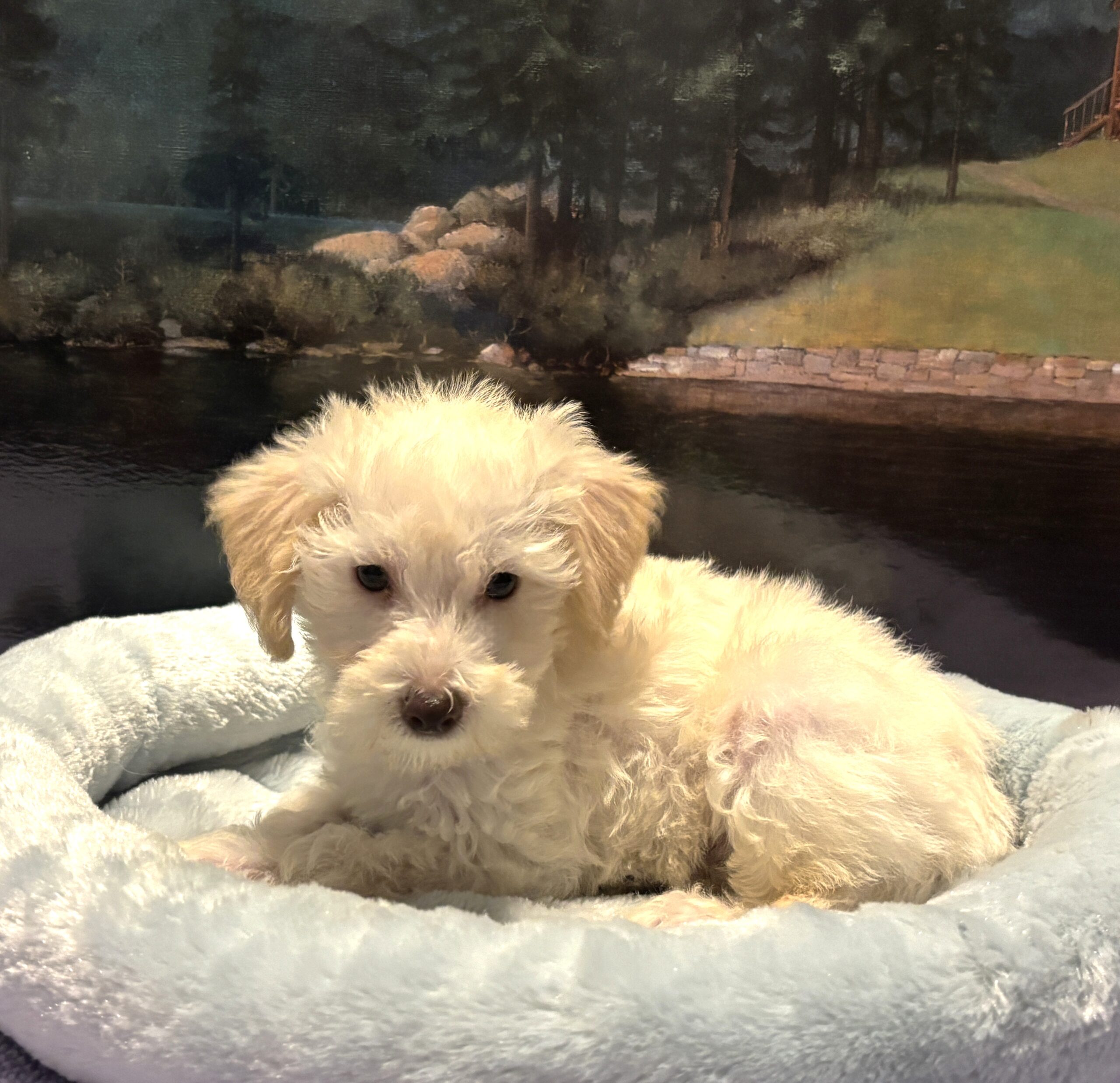 PAN – Miniature Schnoodle $2300