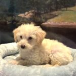 PAN – Miniature Schnoodle $2300