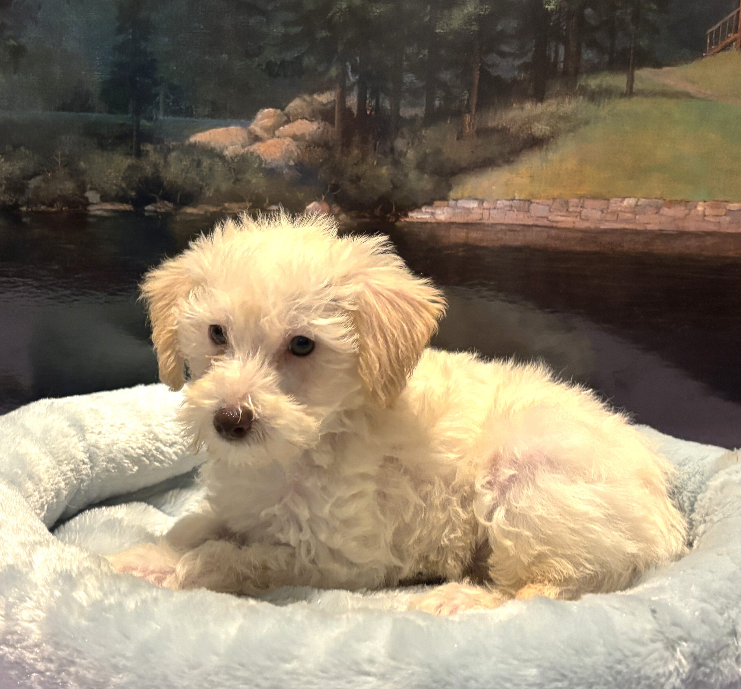 PAN – Miniature Schnoodle $2300