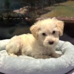 PAN – Miniature Schnoodle $2300