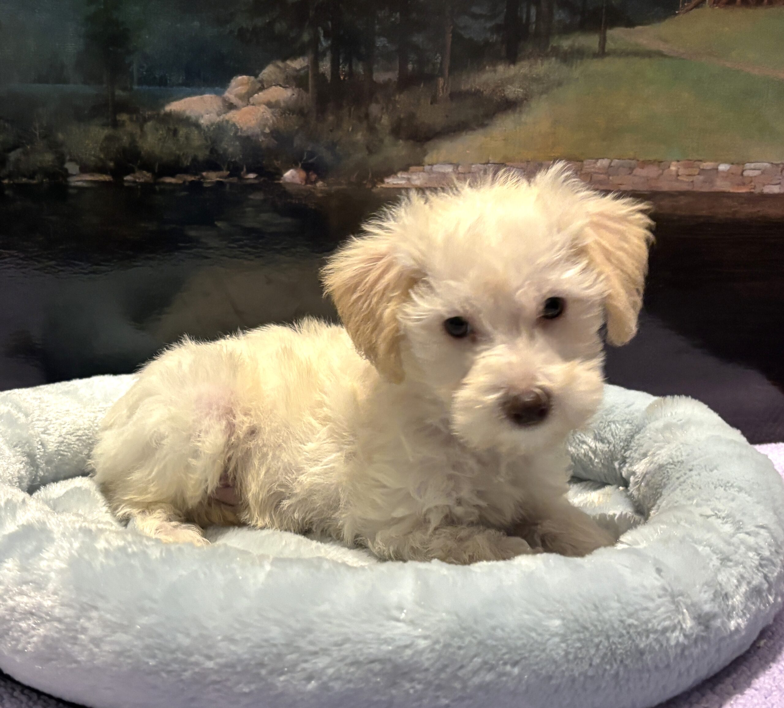 PAN – Miniature Schnoodle $2300