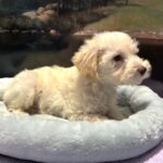 PAN – Miniature Schnoodle $2300