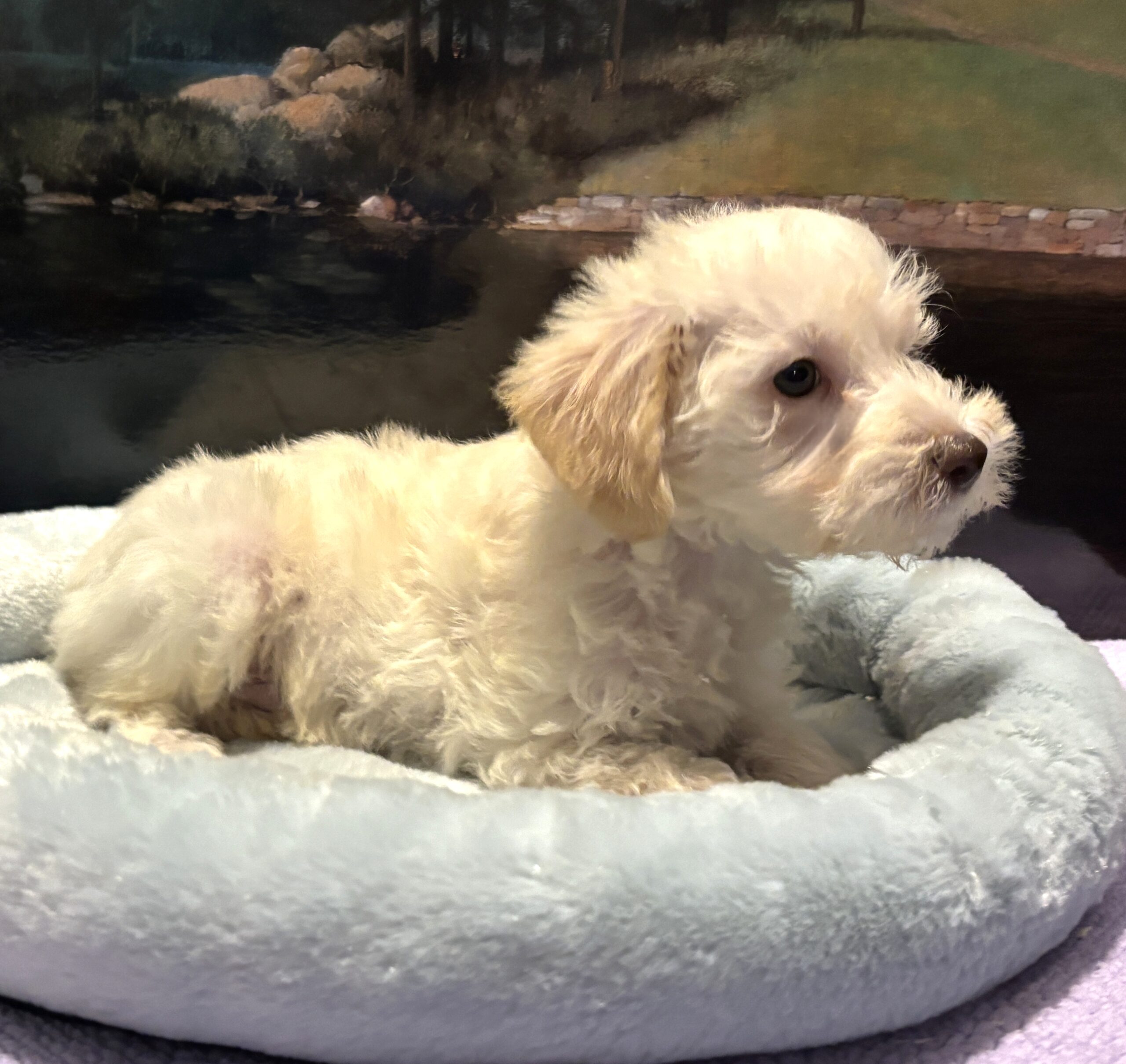 PAN – Miniature Schnoodle $2300