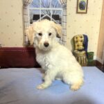 PAN – Miniature Schnoodle $2300