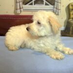 PAN – Miniature Schnoodle $2300