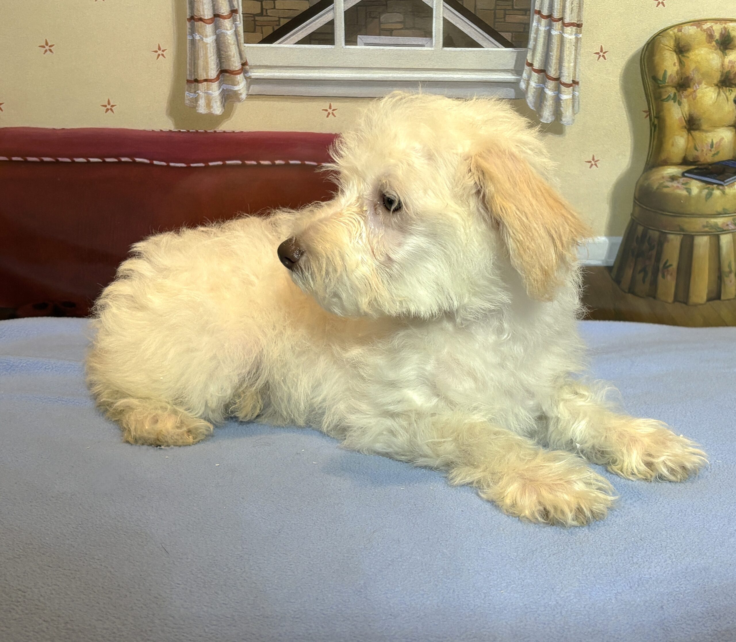 PAN – Miniature Schnoodle $2300