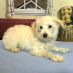 PAN – Miniature Schnoodle $2300