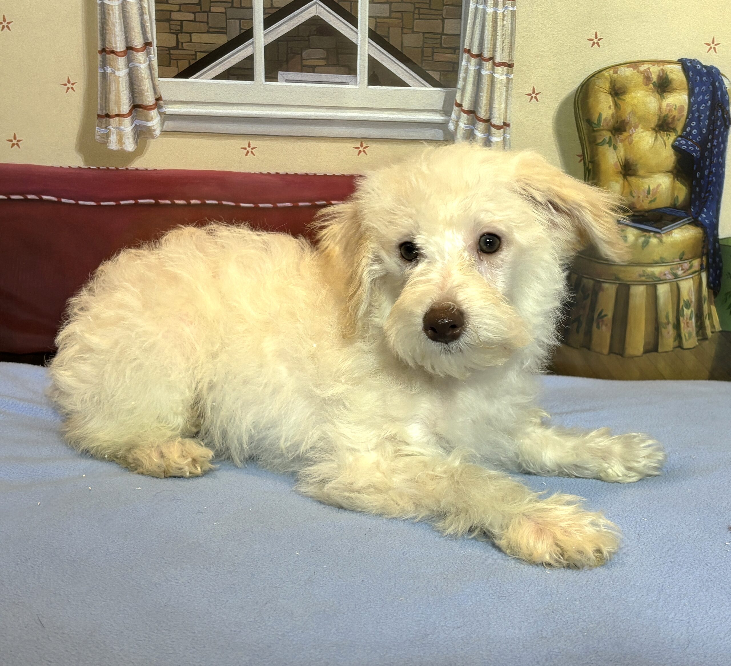 PAN – Miniature Schnoodle $2300