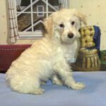 PAN – Miniature Schnoodle $2300