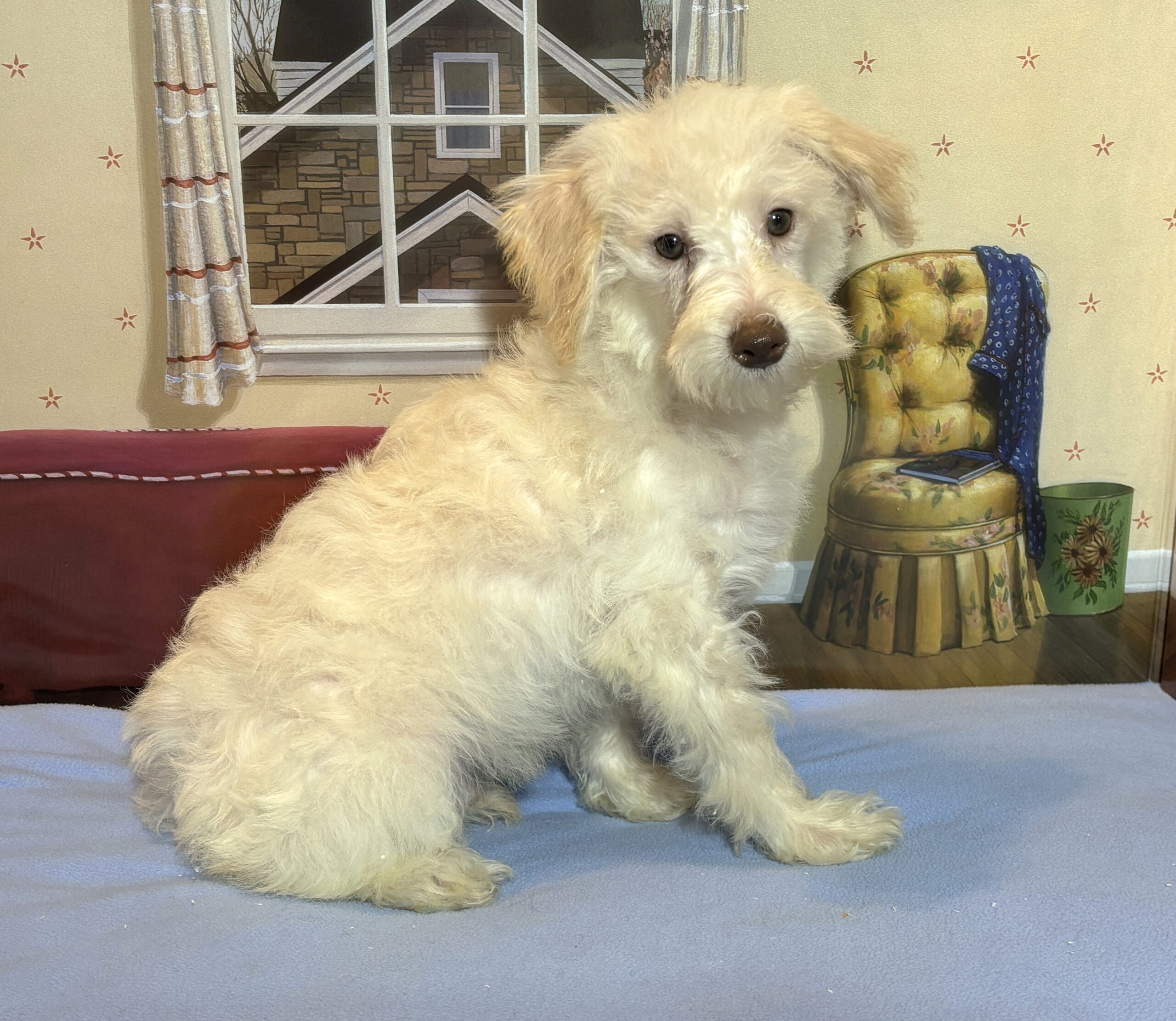PAN – Miniature Schnoodle $2300