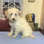 PAN – Miniature Schnoodle $2300