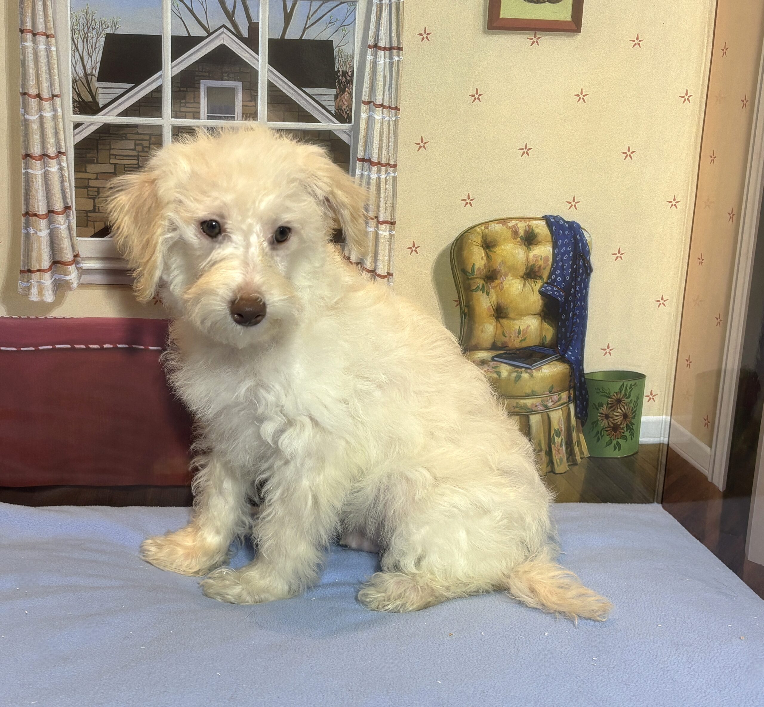 PAN – Miniature Schnoodle $2300