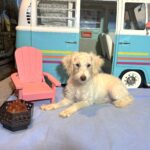 PAN – Schnoodle NOW $2300