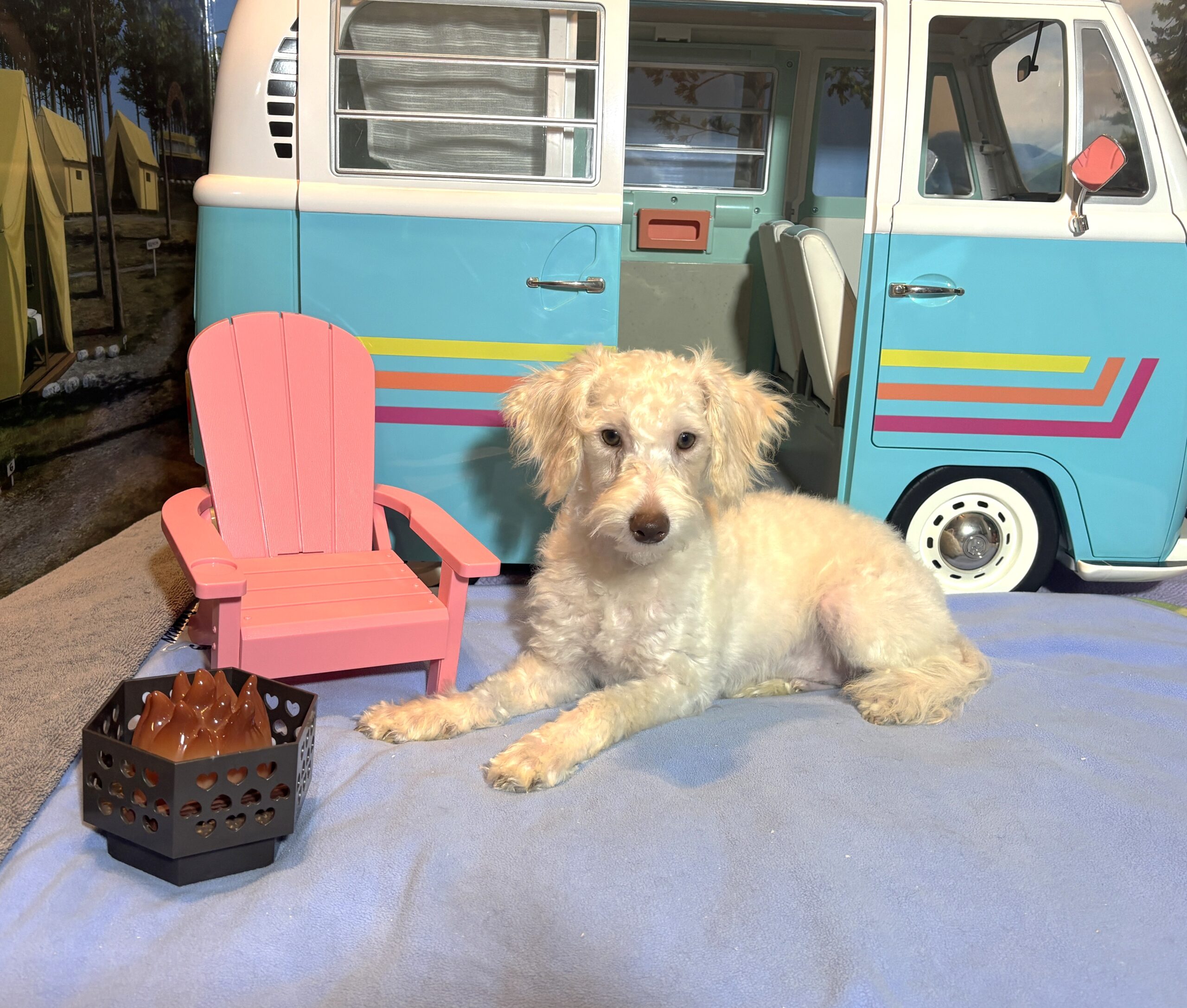 PAN – Schnoodle NOW $2300