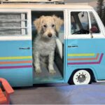 PAN – Schnoodle NOW $2300