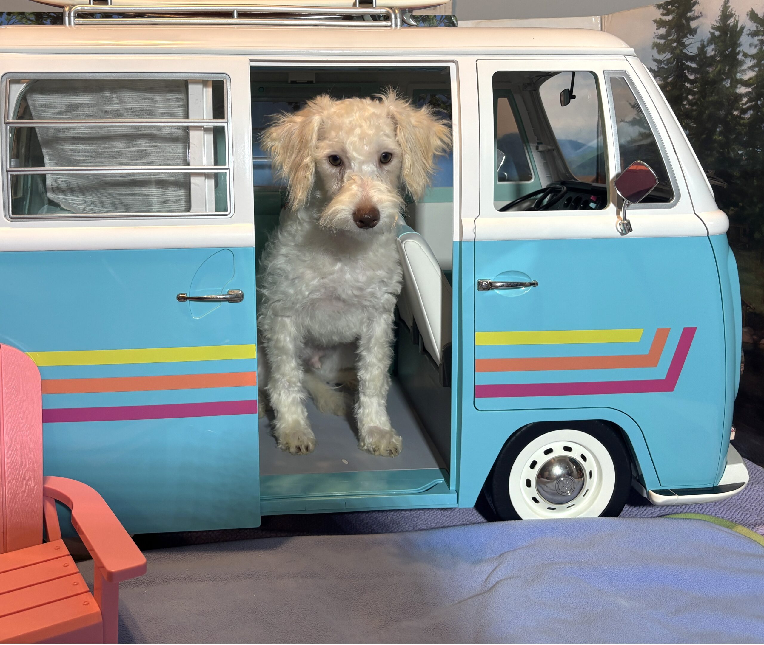 PAN – Schnoodle NOW $2300