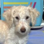 PAN – Schnoodle NOW $2300