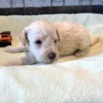 PAN – Miniature Schnoodle $2300