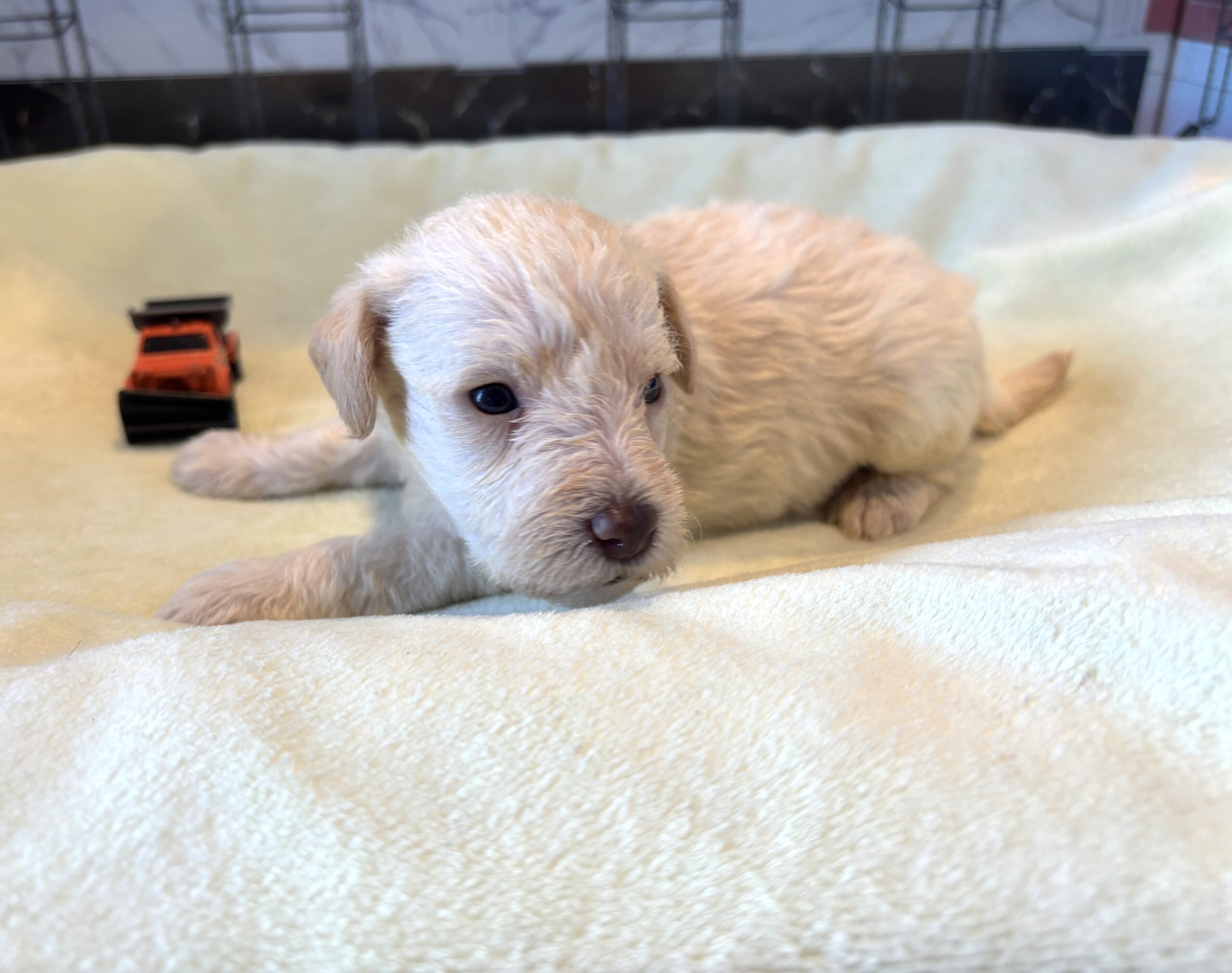 PAN – Miniature Schnoodle $2300