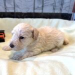 PAN – Miniature Schnoodle $2300
