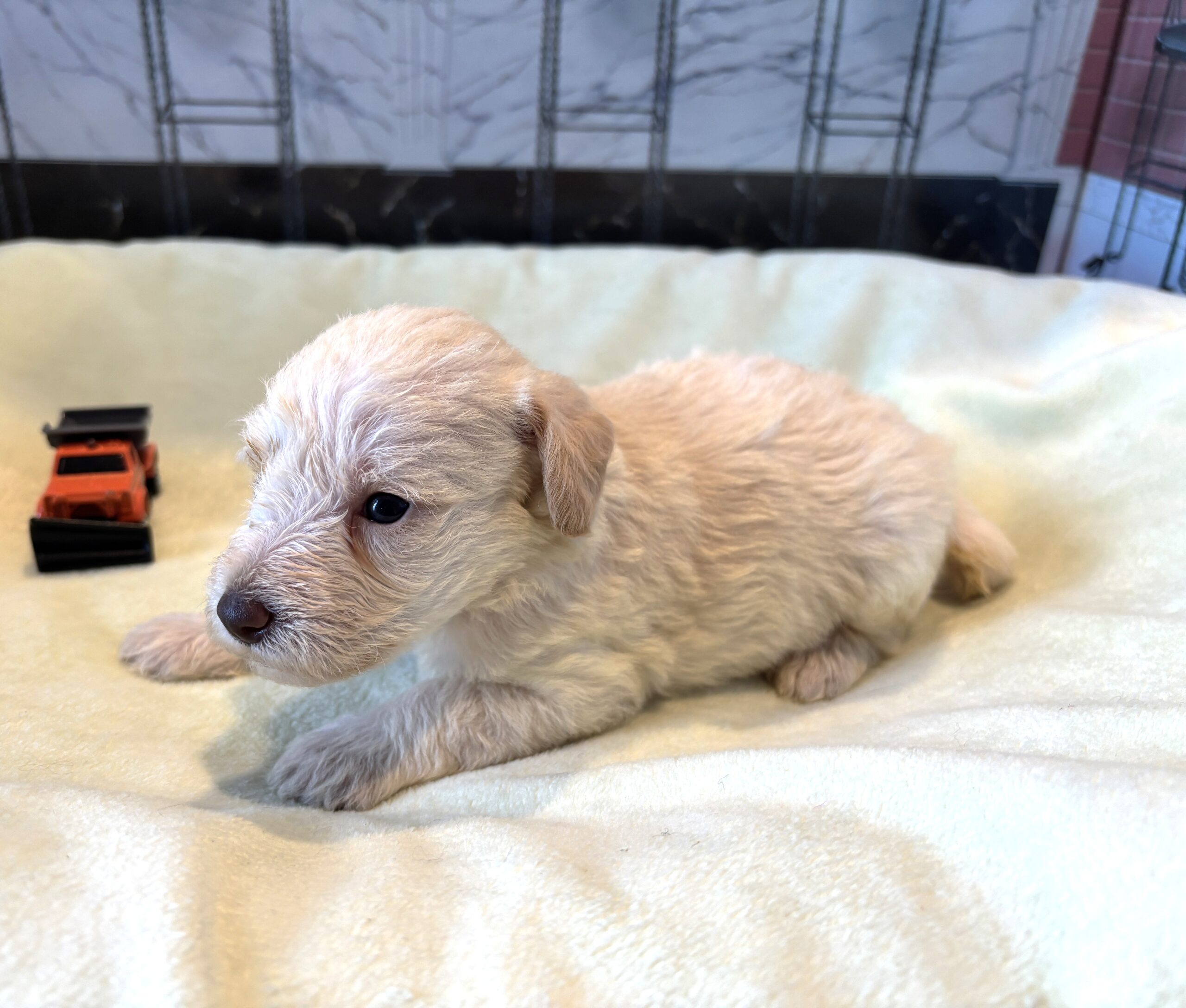 PAN – Miniature Schnoodle $2300