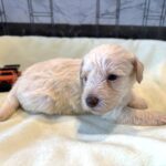 PAN – Miniature Schnoodle $2300