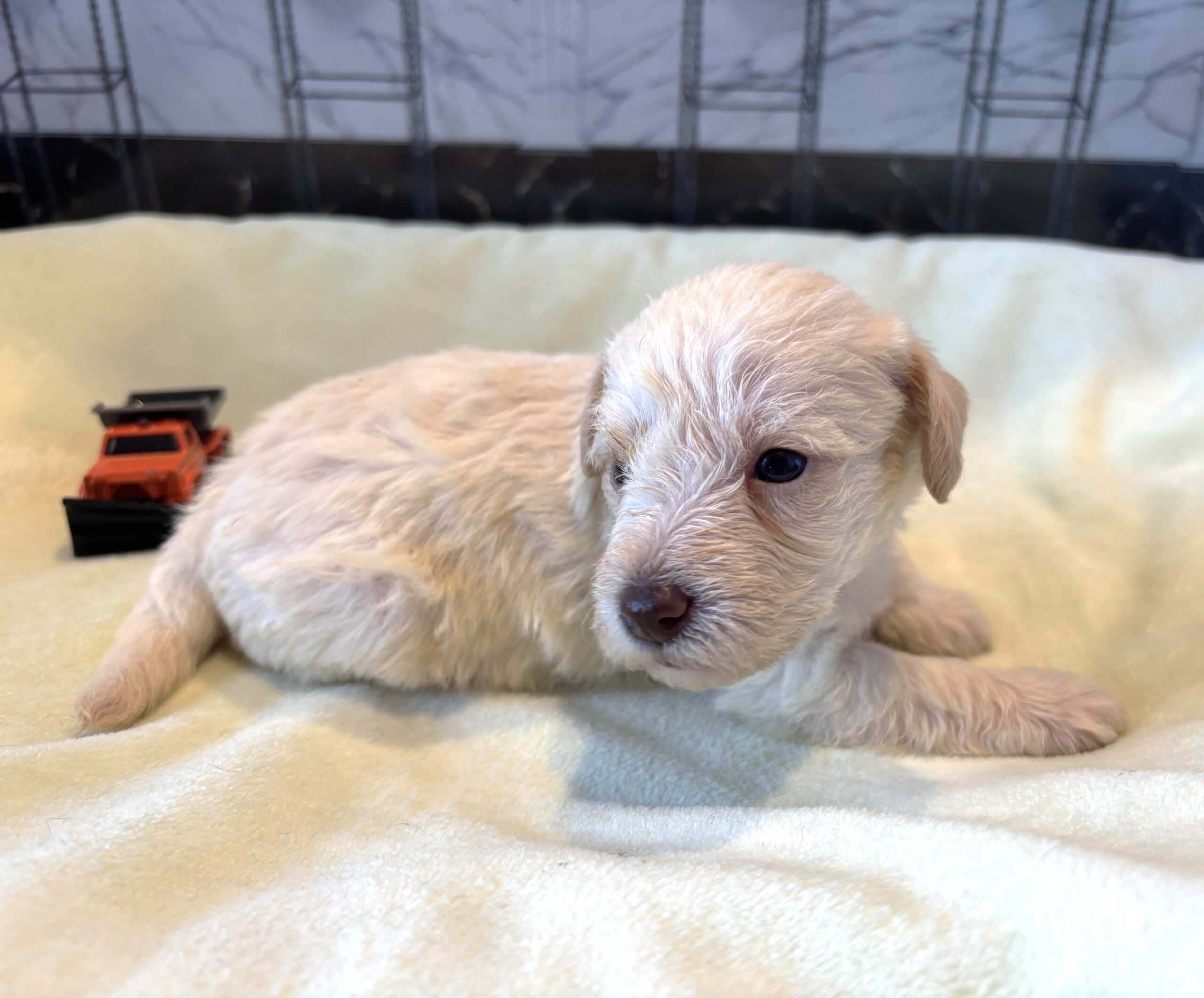PAN – Miniature Schnoodle $2300