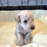 PAN – Miniature Schnoodle $2300