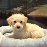 PAN – Miniature Schnoodle $2300