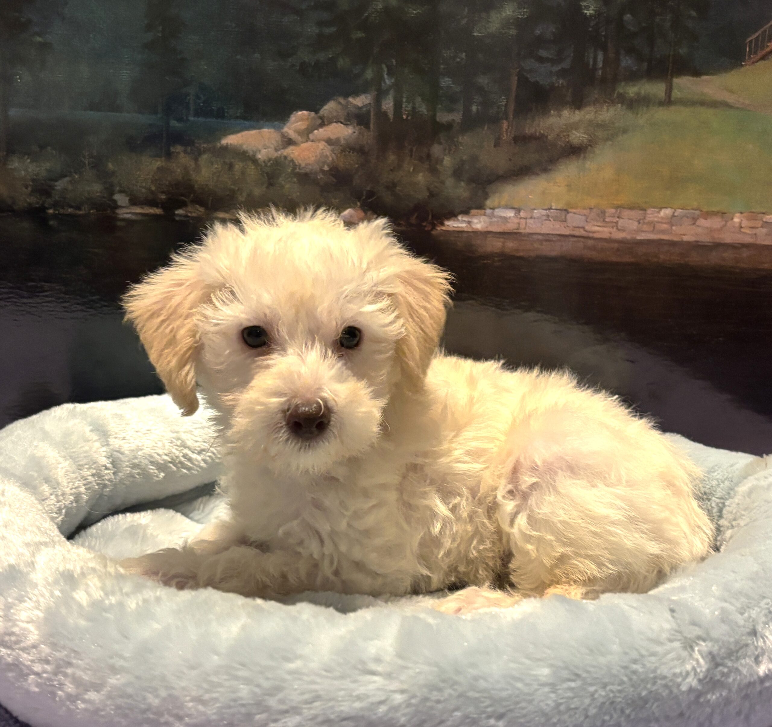 PAN – Miniature Schnoodle $2300