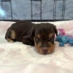 PERDITA – Schnoodle – ON HOLD!