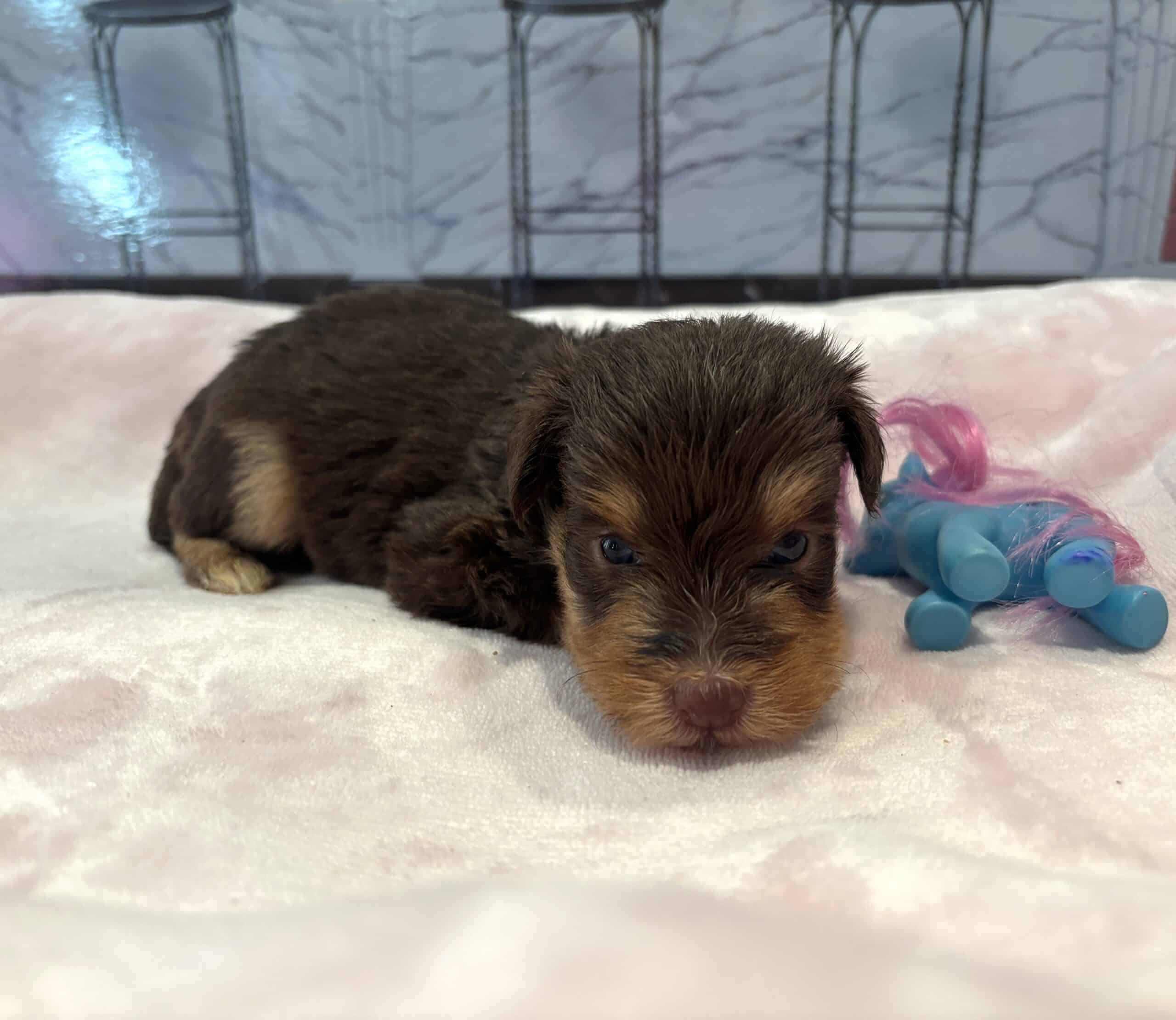 PERDITA – Schnoodle – ON HOLD!