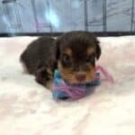 PERDITA – Schnoodle – ON HOLD!