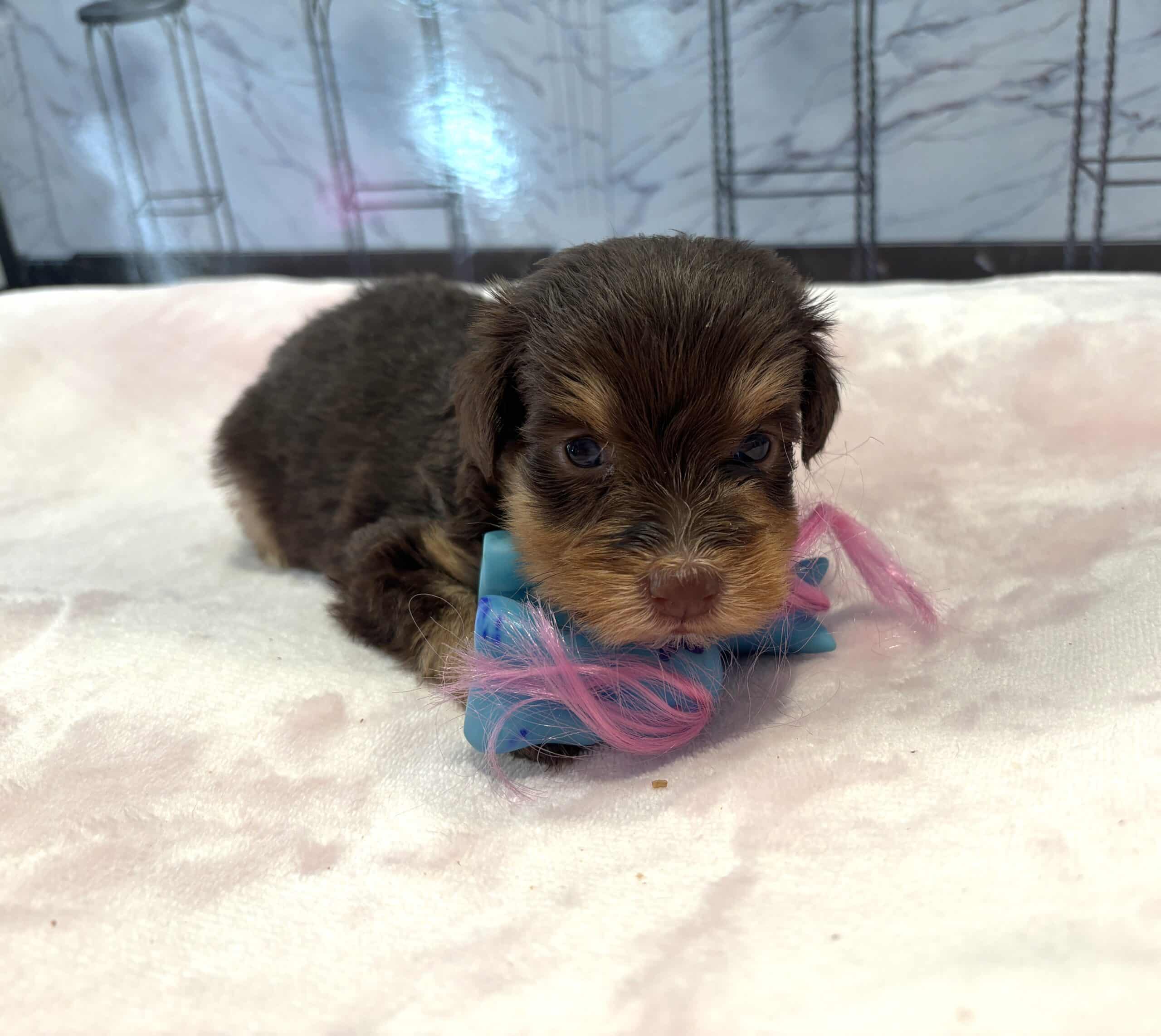 PERDITA – Schnoodle – ON HOLD!