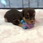 PERDITA – Schnoodle – ON HOLD!