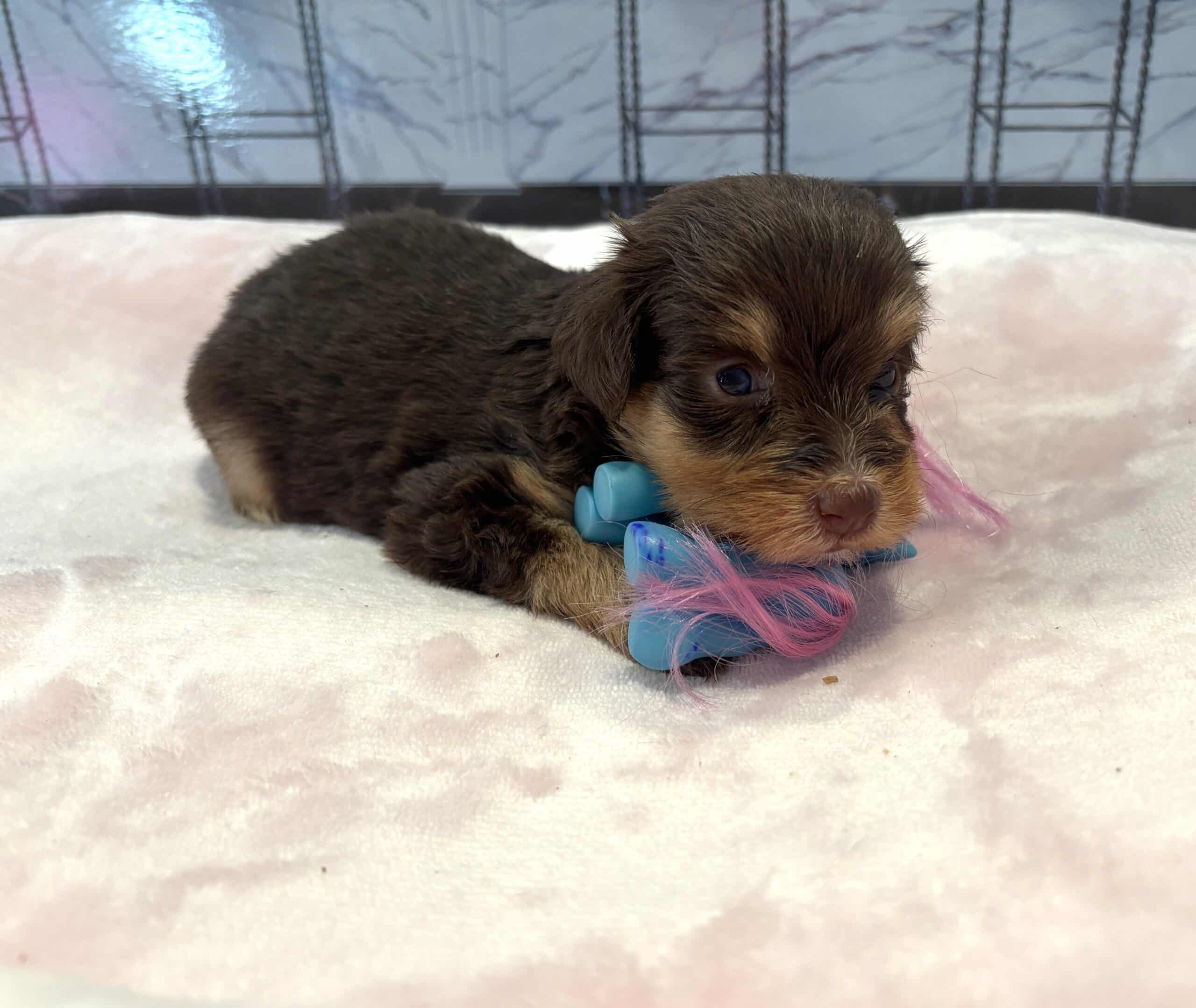 PERDITA – Schnoodle – ON HOLD!