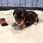 PONGO – Schnoodle $2500