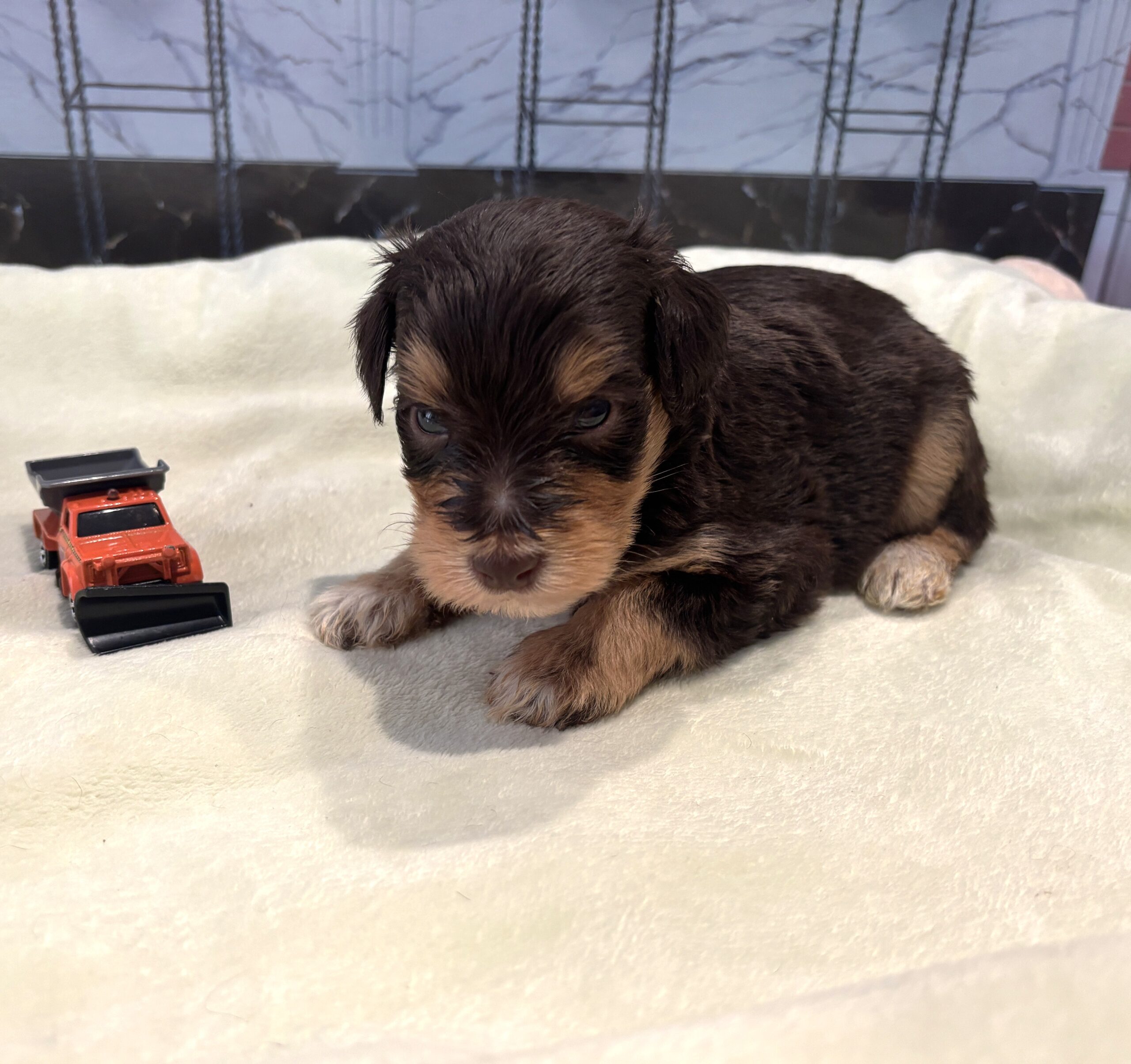 PONGO – Schnoodle $2500