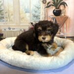 PONGO – Schnoodle $2500