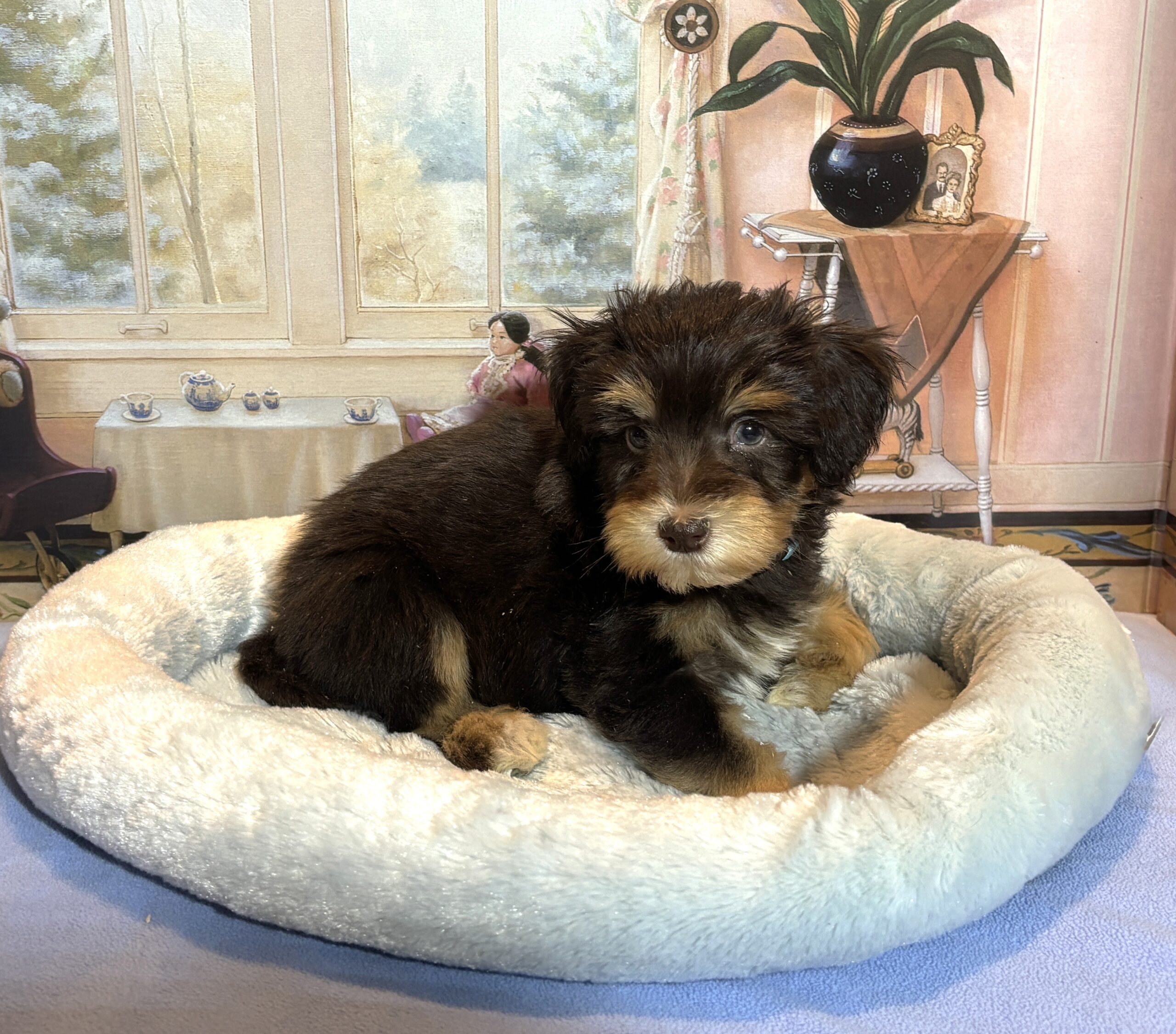 PONGO – Schnoodle $2500