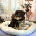 PONGO – Schnoodle $2500