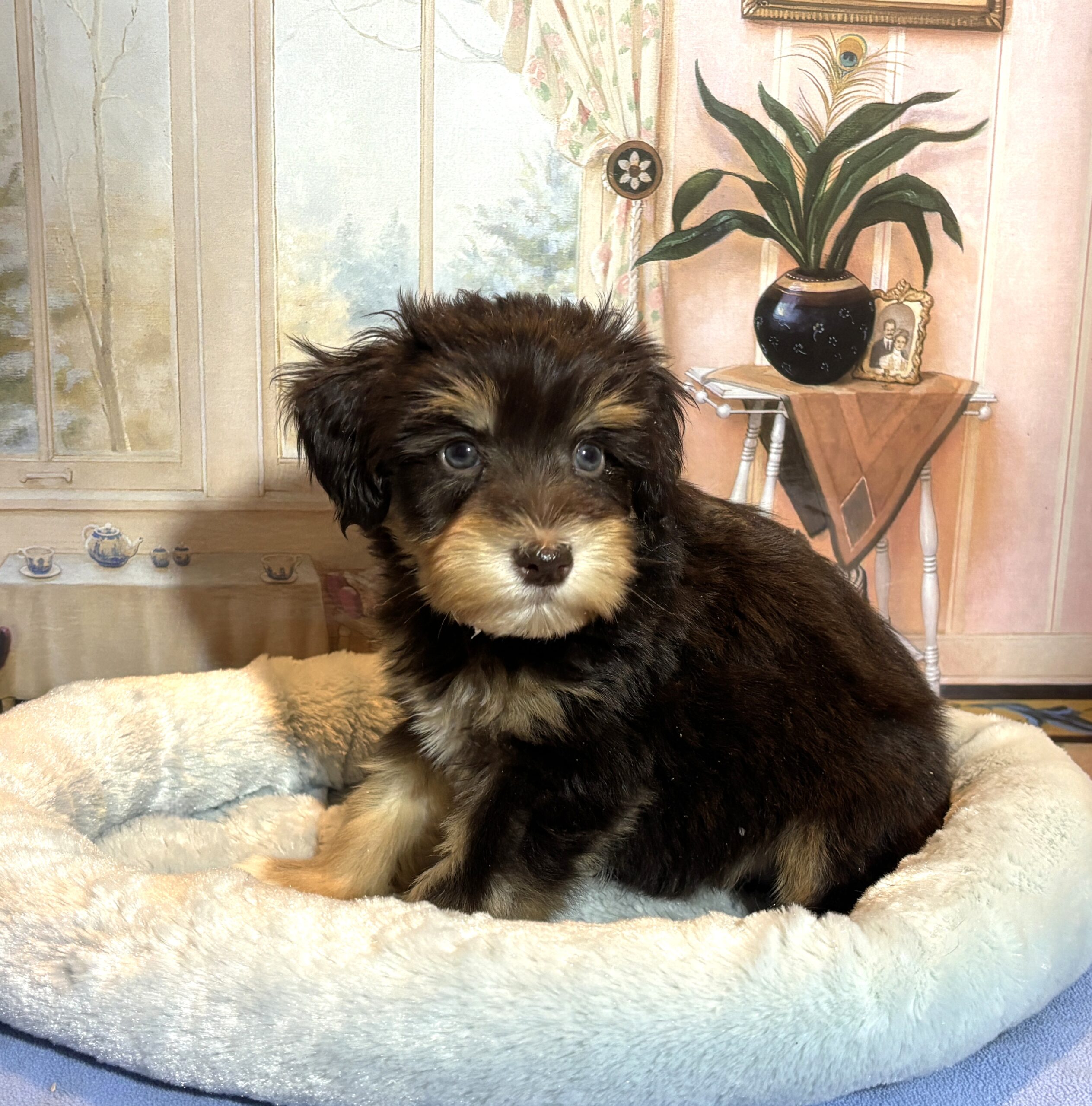 PONGO – Schnoodle $2500